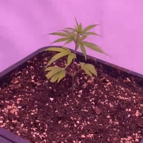 Sugar Cane #2 growlog timeline photo