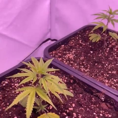 Sugar Cane #2 growlog timeline photo