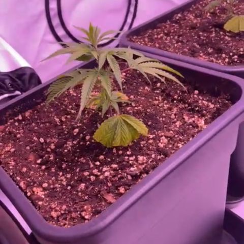 Sugar Cane #2 growlog timeline photo