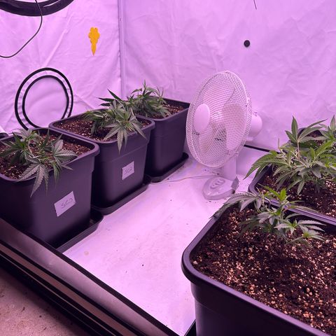 Sugar Cane #2 growlog photo: LST