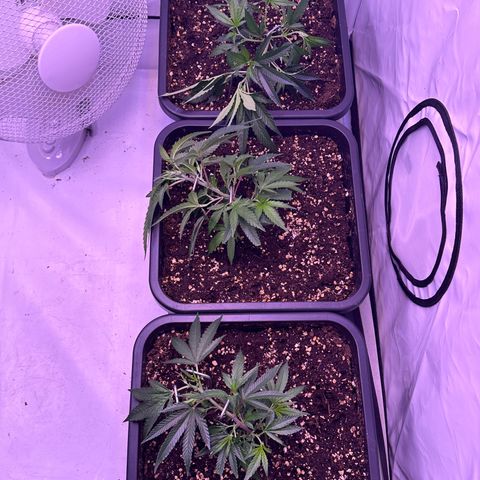 Sugar Cane #2 growlog photo: LST