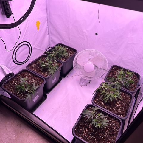 Sugar Cane #2 growlog photo: LST