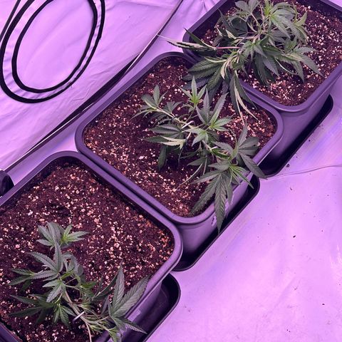Sugar Cane #2 growlog photo: LST