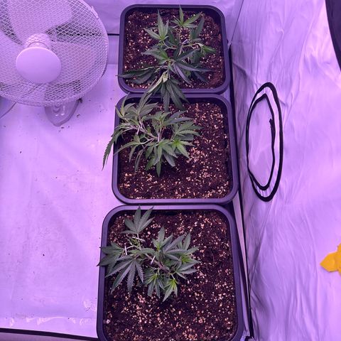 Sugar Cane #2 growlog photo: LST