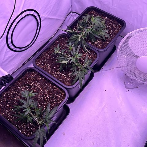 Sugar Cane #2 growlog photo: LST