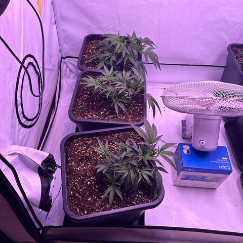 Sugar Cane #2 growlog timeline photo