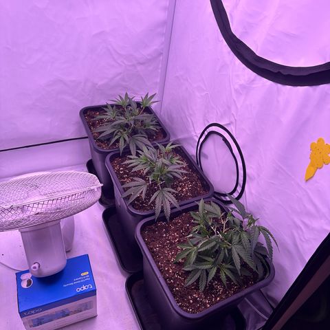 Sugar Cane #2 growlog timeline photo