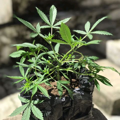 Prenseeds growlog timeline photo