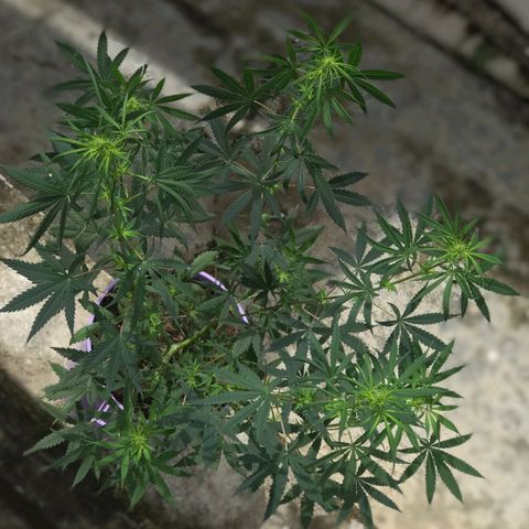 Prenseeds growlog timeline photo