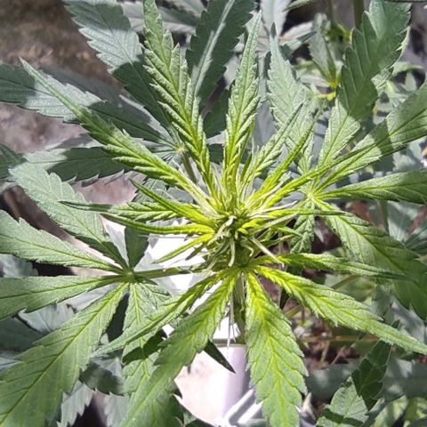 Prenseeds growlog timeline photo
