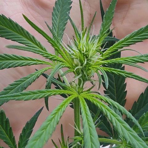 Prenseeds growlog timeline photo