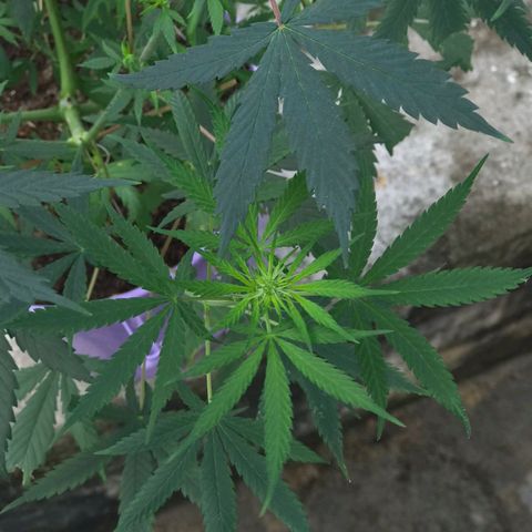 Prenseeds growlog timeline photo
