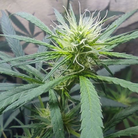Prenseeds growlog timeline photo
