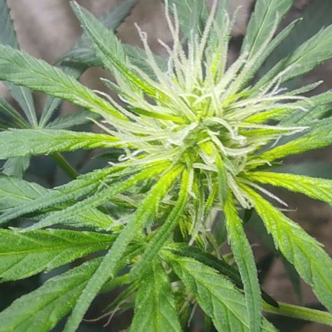 Prenseeds growlog timeline photo