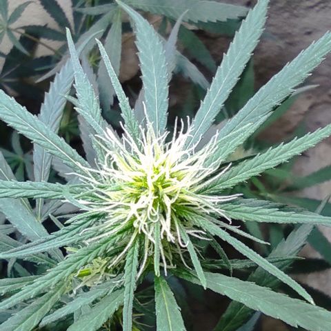 Prenseeds growlog timeline photo