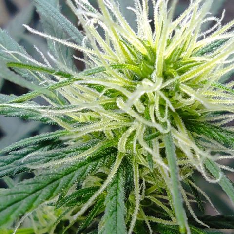 Prenseeds growlog timeline photo