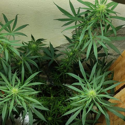 Prenseeds growlog timeline photo