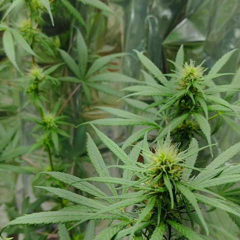 Prenseeds growlog timeline photo