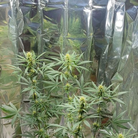 Prenseeds growlog timeline photo
