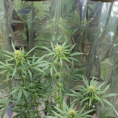 Prenseeds growlog timeline photo