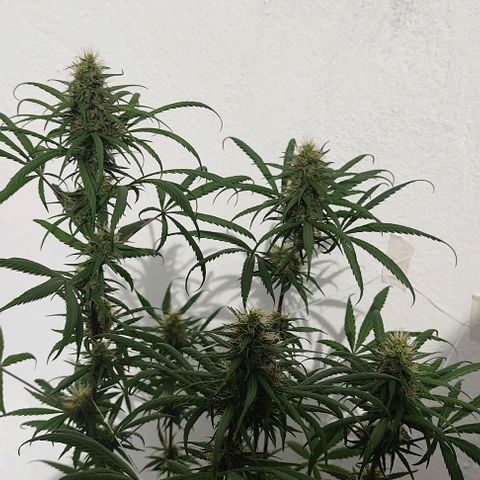 Prenseeds growlog timeline photo