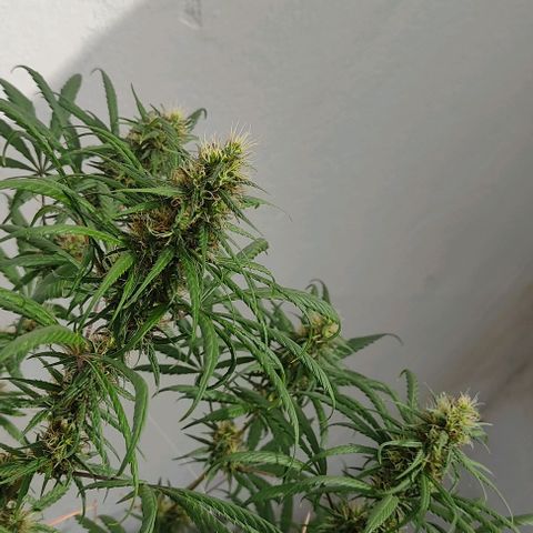 Prenseeds growlog timeline photo