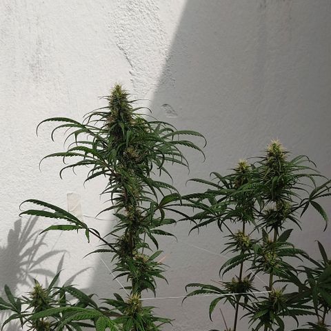 Prenseeds growlog timeline photo