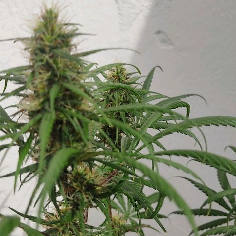 Prenseeds growlog timeline photo
