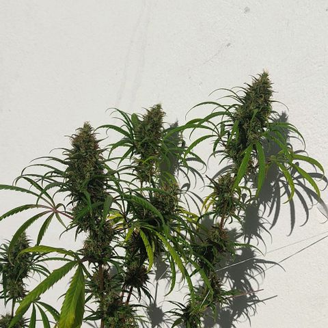 Prenseeds growlog timeline photo