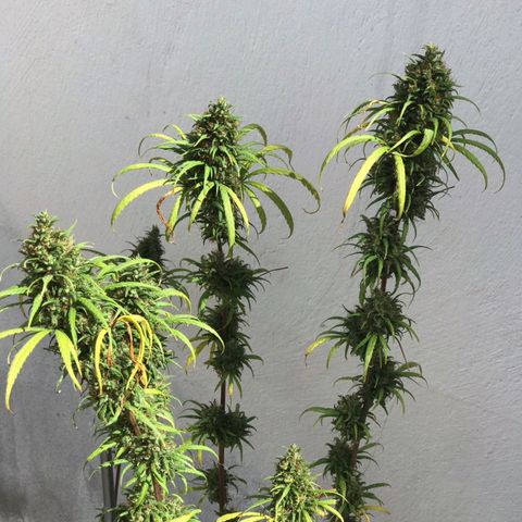 Prenseeds growlog timeline photo