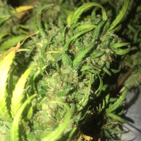 Prenseeds growlog timeline photo