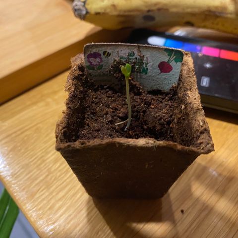 Mother Hybrid Sativa growlog timeline photo