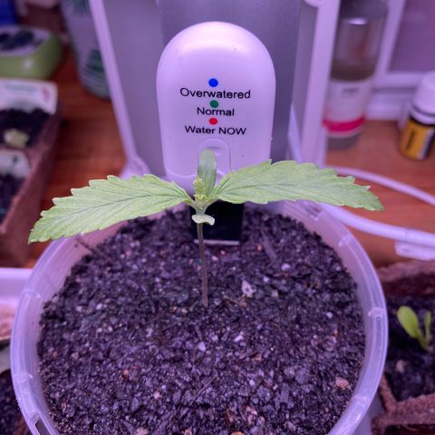 Mother Hybrid Sativa growlog photo: Repotted last night and also gave a weak dose of seasol 