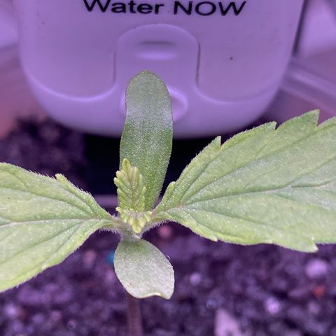Mother Hybrid Sativa growlog photo: Repotted last night and also gave a weak dose of seasol 