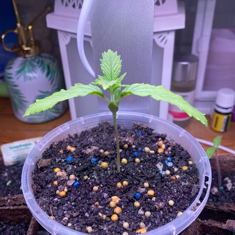 Mother Hybrid Sativa growlog timeline photo