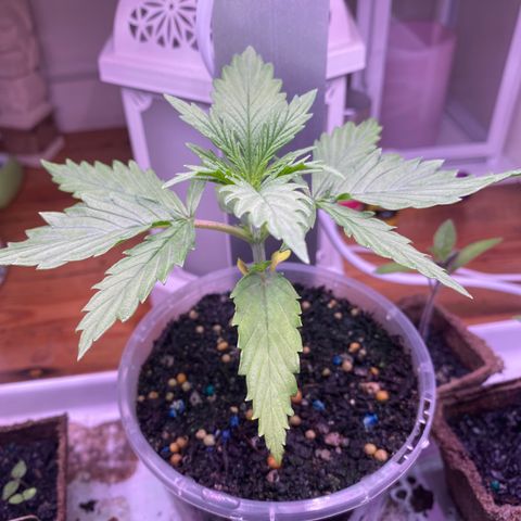 Mother Hybrid Sativa growlog photo: Looks super healthy and has just shot up really fast with all these shoots amazing to watch
