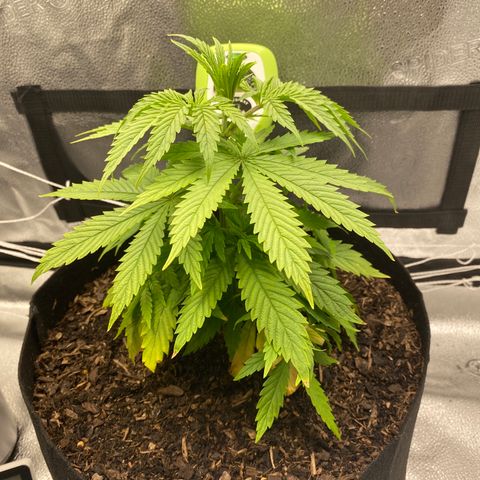 Mother Hybrid Sativa growlog timeline photo