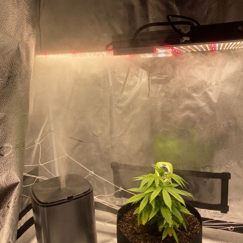 Mother Hybrid Sativa growlog timeline photo