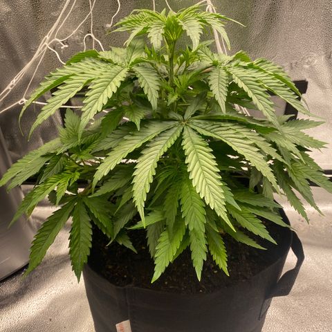 Mother Hybrid Sativa growlog timeline photo