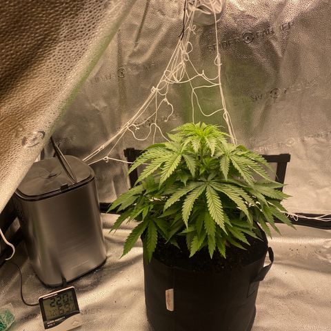 Mother Hybrid Sativa growlog timeline photo