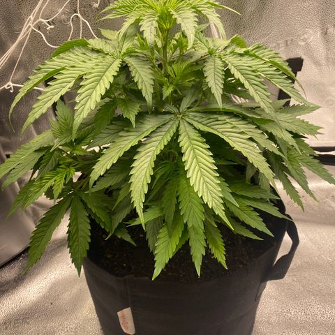 Mother Hybrid Sativa growlog timeline photo