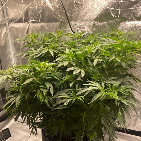 Mother Hybrid Sativa growlog photo: Turned to flowing yesterday the 25th. 49 days from then