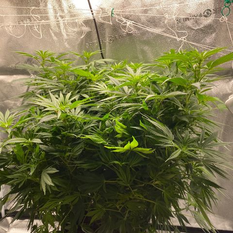 Mother Hybrid Sativa growlog timeline photo
