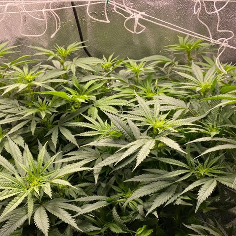 Mother Hybrid Sativa growlog timeline photo