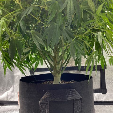 Mother Hybrid Sativa growlog timeline photo