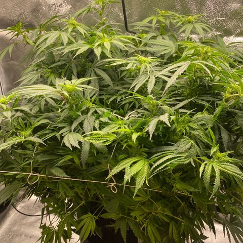 Mother Hybrid Sativa growlog timeline photo