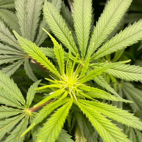 Mother Hybrid Sativa growlog timeline photo