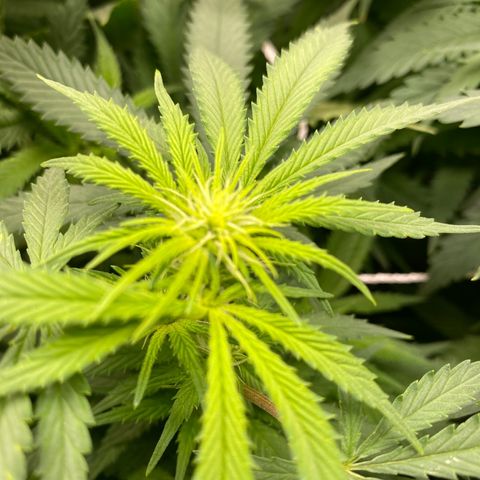 Mother Hybrid Sativa growlog timeline photo