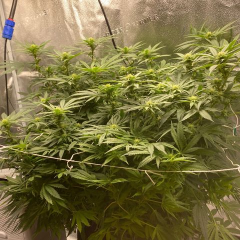 Mother Hybrid Sativa growlog timeline photo
