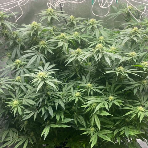 Mother Hybrid Sativa growlog timeline photo